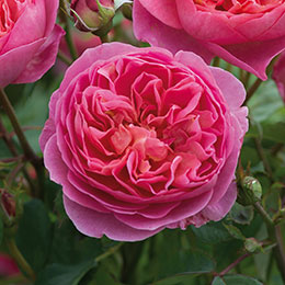 Rose 'Boscobel'